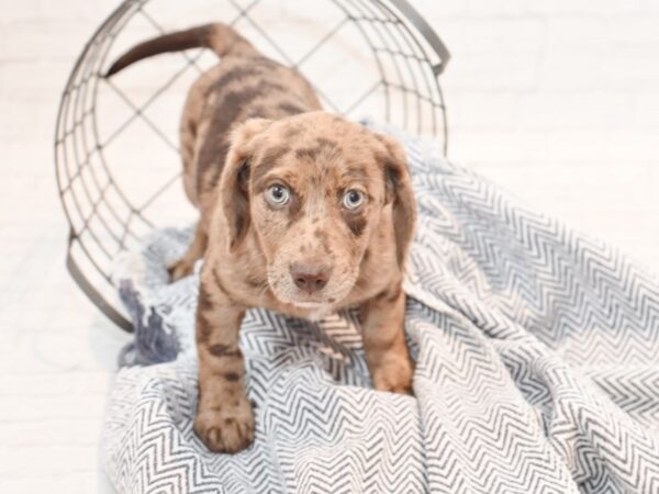 Doxie/Lab DOG Female Blue 35349 Petland Novi, Michigan