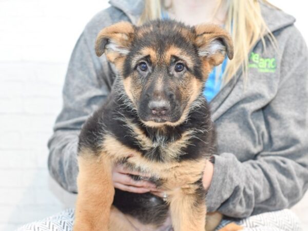 German Shepherd Dog-DOG-Male-Black / Tan-35403-Petland Novi, Michigan