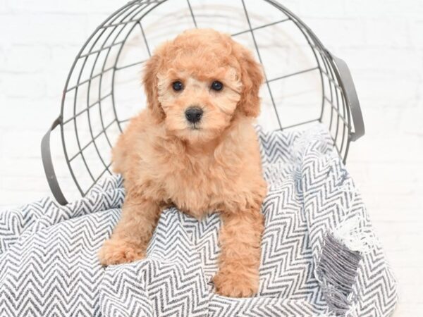 Miniature Poodle DOG Female Red 35406 Petland Novi, Michigan