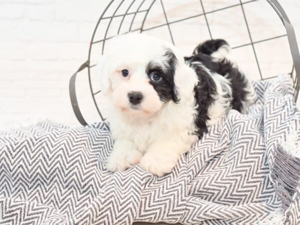 Havanese DOG Male Black / White 35405 Petland Novi, Michigan