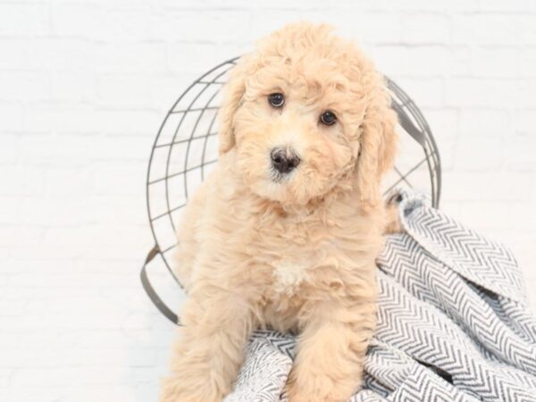 Standard Poodle DOG Female Cream 35407 Petland Novi, Michigan