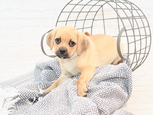 Puggle-DOG-Male-Fawn-35408-Petland Novi, Michigan