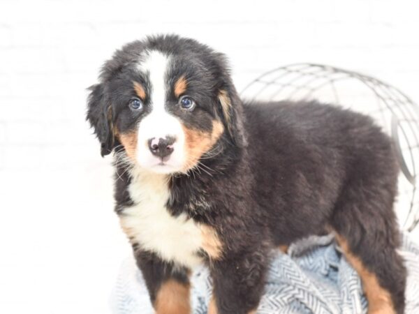 Bernese Mountain Dog DOG Male Black Rust / White 35409 Petland Novi, Michigan