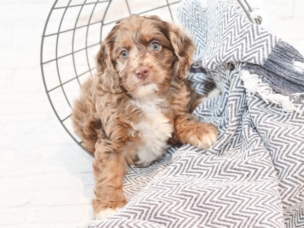 Cock A Poo-DOG-Male-Chocolate Merle-35410-Petland Novi, Michigan