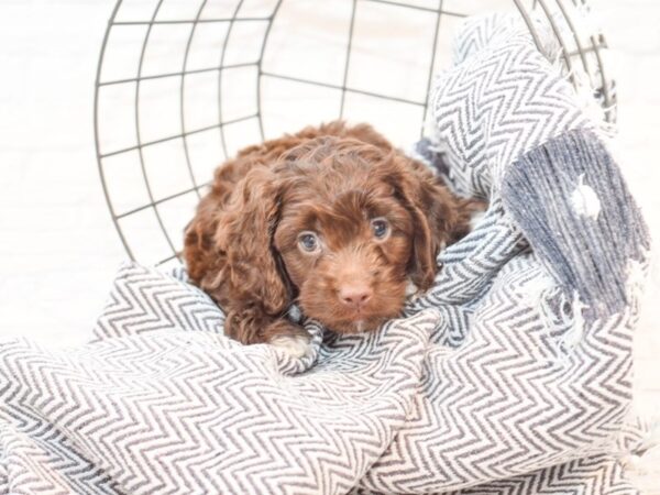 Cock A Poo DOG Male Chocolate 35413 Petland Novi, Michigan