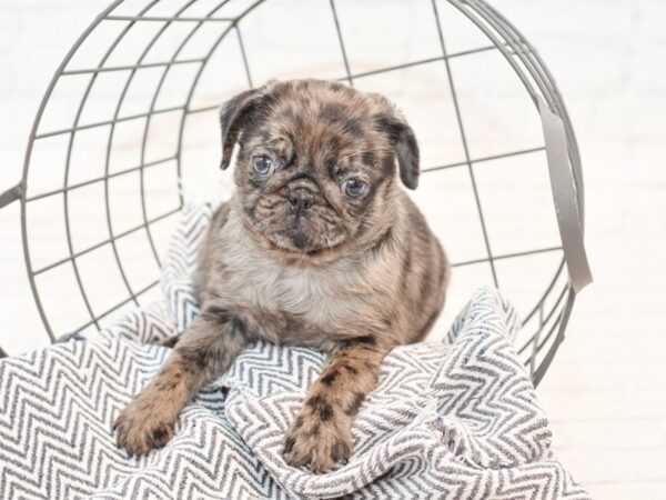 Pug DOG Female Blue Merle 35414 Petland Novi, Michigan