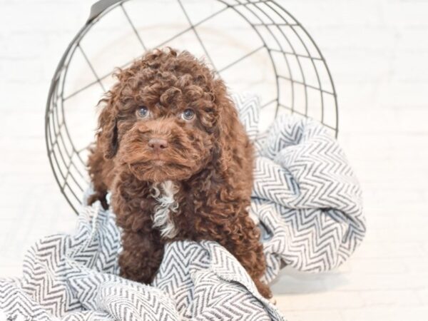 Miniature Poodle-DOG-Male-Chocolate-35416-Petland Novi, Michigan