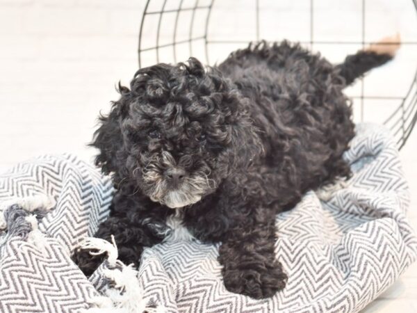 Miniature Poodle-DOG-Female-Black-35417-Petland Novi, Michigan