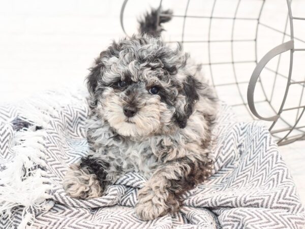 Miniature Poodle-DOG-Male-Blue Merle-35418-Petland Novi, Michigan