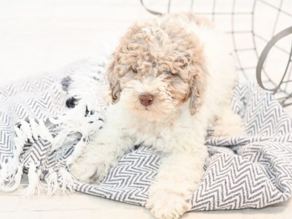 Miniature Poodle-DOG-Male-Choc Merle-35419-Petland Novi, Michigan