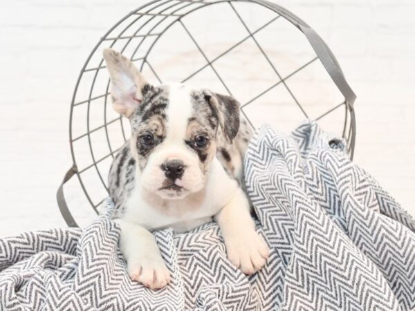 Mini Bullies DOG Male Blue Merle 35420 Petland Novi, Michigan