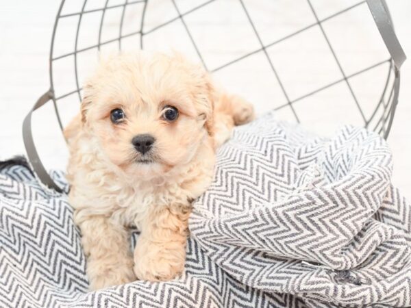 Cavachon DOG Male Blenheim 35421 Petland Novi, Michigan