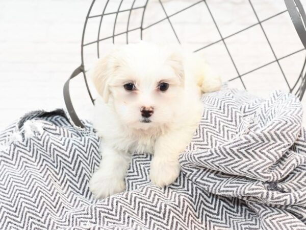 Teddy Bear-DOG-Male-Brown / White-35422-Petland Novi, Michigan