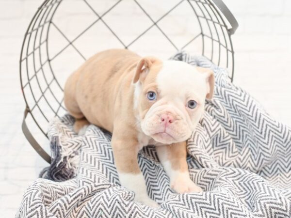 Olde English Bulldog-DOG-Female-Lilac Merle-35423-Petland Novi, Michigan