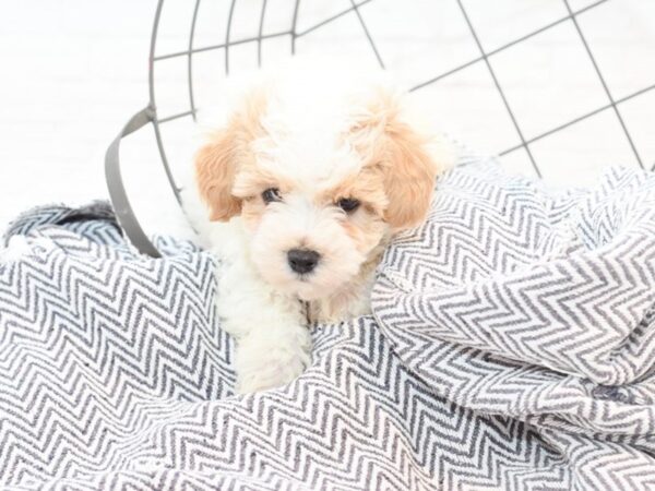 Maltipoo-DOG-Male-Red-35424-Petland Novi, Michigan