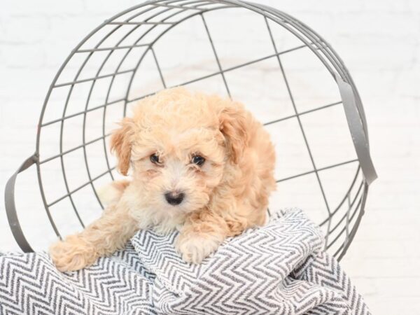 Bichon Poo DOG Male Red 35425 Petland Novi, Michigan