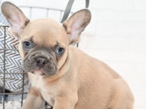 French Bulldog-DOG-Male-Fawn-35426-Petland Novi, Michigan