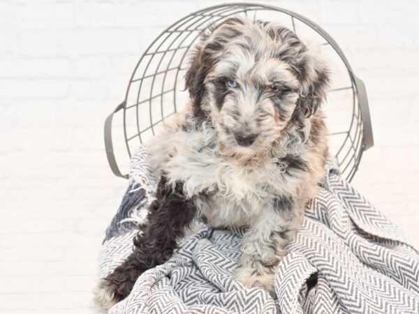 Aussiedoodle DOG Female Blue Merle 35427 Petland Novi, Michigan