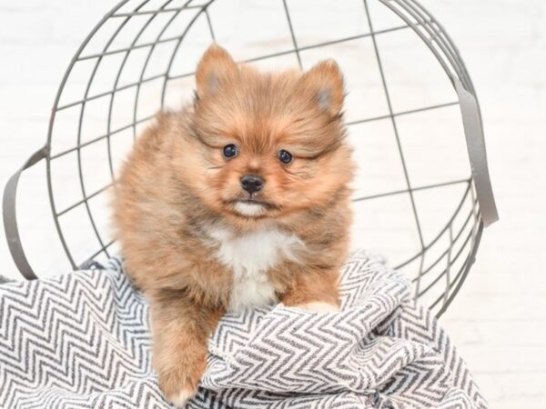 Pomeranian DOG Male Sable / White 35428 Petland Novi, Michigan