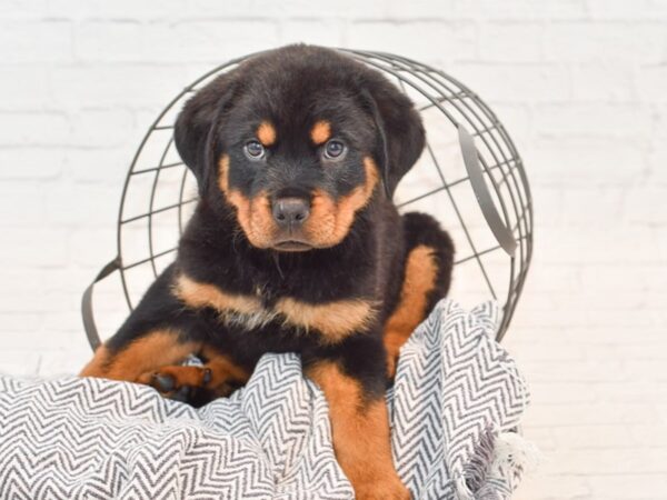 Rottweiler DOG Blk tan 35429 Petland Novi, Michigan