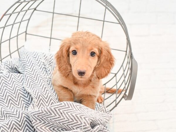 Dachshund-DOG-Female-Red-35430-Petland Novi, Michigan