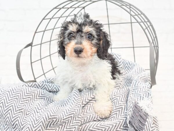 Dachshund/Poodle DOG Male Tri 35432 Petland Novi, Michigan