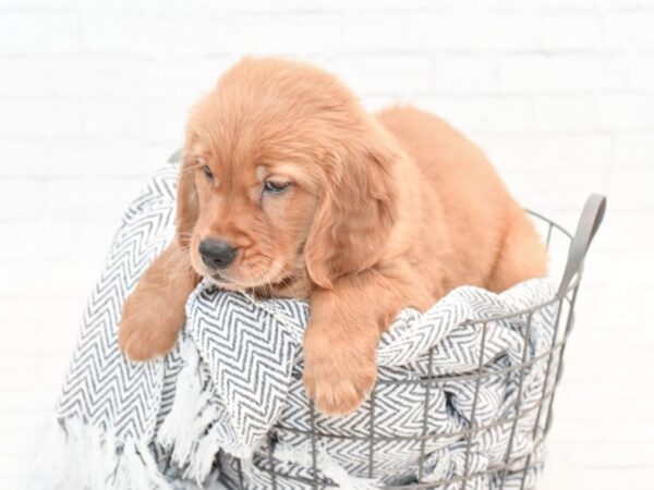 Golden Retriever-DOG-Male-Red-35433-Petland Novi, Michigan