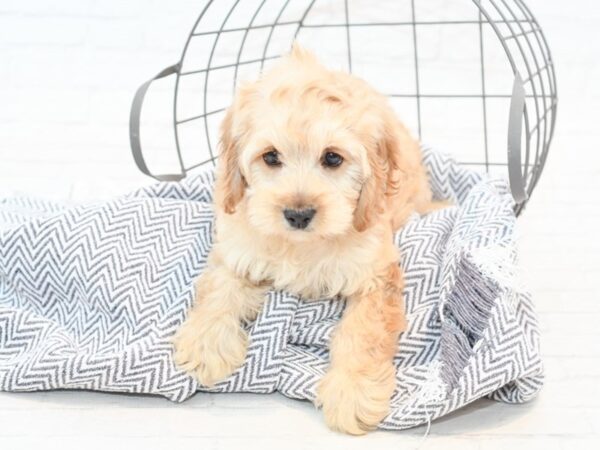 Cockapoo DOG Female red 35434 Petland Novi, Michigan