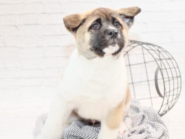 Akita DOG Male Black / White 35415 Petland Novi, Michigan