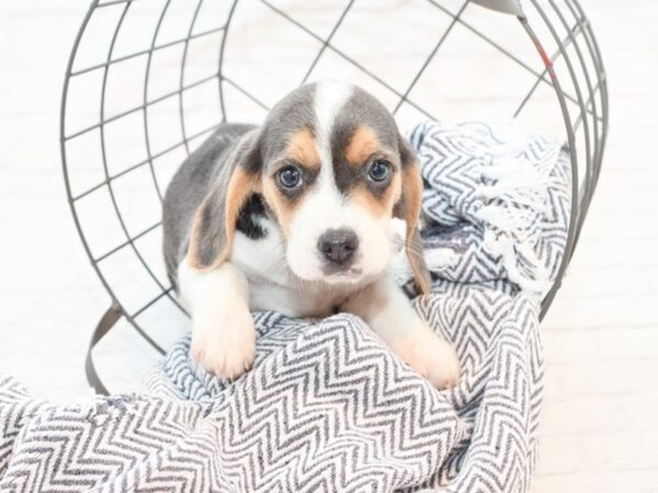 Beagle DOG Female Blue Wh 35402 Petland Novi, Michigan