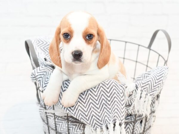 Beagle DOG Female Lemon & wh 35401 Petland Novi, Michigan