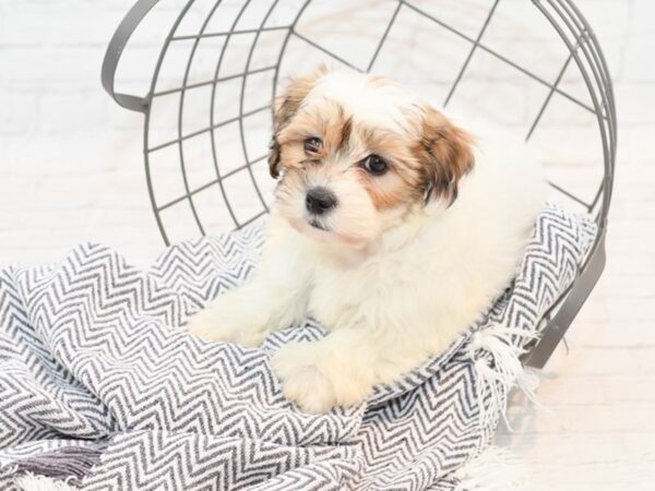 Teddy Bear DOG Female Brown / White 35435 Petland Novi, Michigan