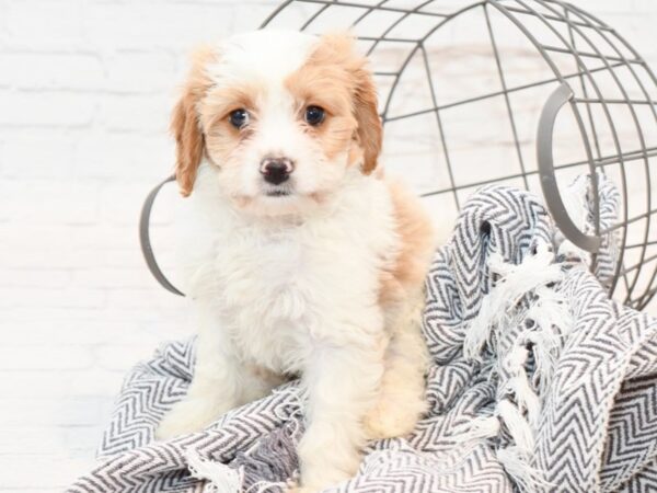 Cavachon DOG Male Brown / White 35436 Petland Novi, Michigan