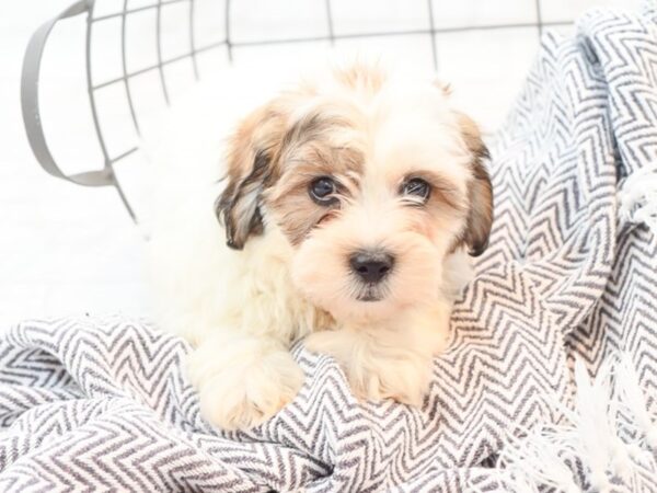 Teddy Bear-DOG-Male-Brown / White-35437-Petland Novi, Michigan