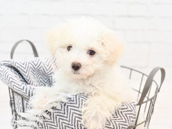 Bichon DOG Female White 35438 Petland Novi, Michigan