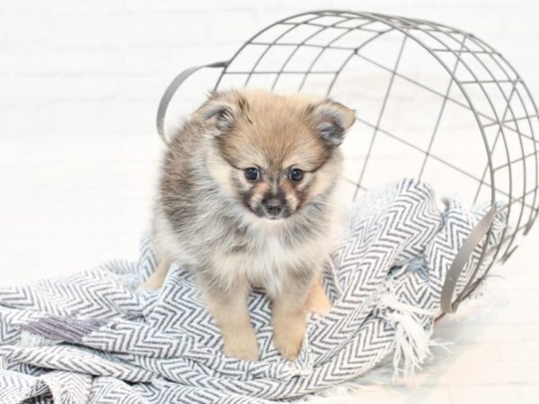 Pomeranian-DOG-Male-Chocolate Sable-35439-Petland Novi, Michigan