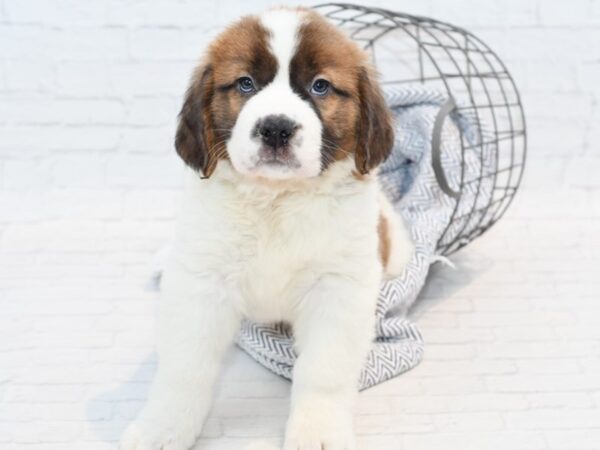 Saint Bernard DOG Female Sable / White 35440 Petland Novi, Michigan