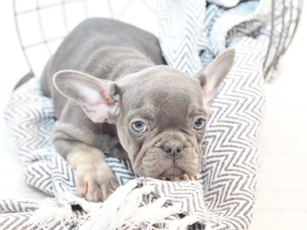 French Bulldog DOG Female Blue 35441 Petland Novi, Michigan