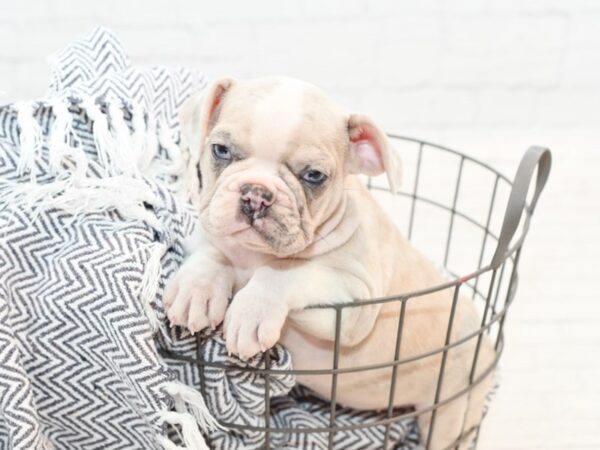French Bulldog-DOG-Female-Merle-35442-Petland Novi, Michigan