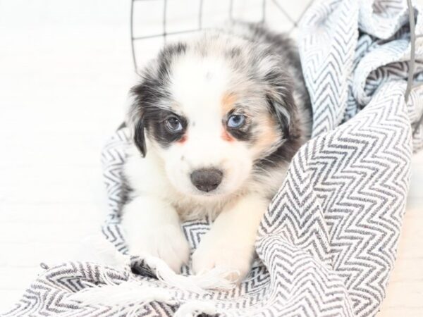 Miniature Australian Shepherd DOG Male Blue Merle 35443 Petland Novi, Michigan