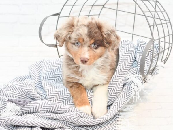 Australian Shepherd DOG Male Red Merle 35444 Petland Novi, Michigan