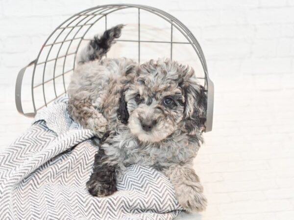 Mini Bernadoodle DOG Female Merle 35445 Petland Novi, Michigan