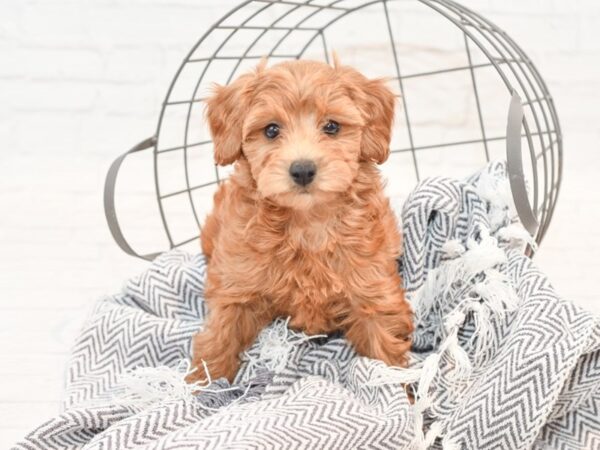 Cavapoo-DOG-Female-Red-35446-Petland Novi, Michigan