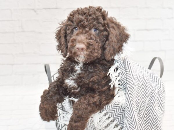 Mini Bernadoodle DOG Male Choc 35447 Petland Novi, Michigan