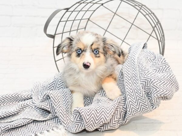 Miniature Australian Shepherd-DOG-Female--35448-Petland Novi, Michigan