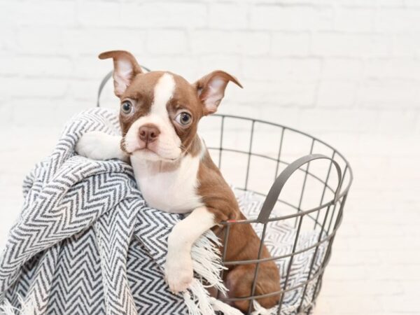 Boston Terrier DOG Female Red & Wh 35449 Petland Novi, Michigan