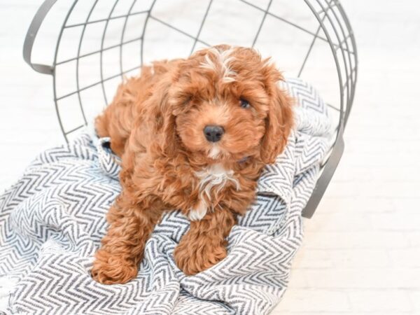 Cavapoo-DOG-Male-red-35450-Petland Novi, Michigan