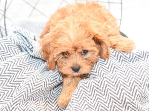 Cavapoo-DOG-Female-red-35451-Petland Novi, Michigan