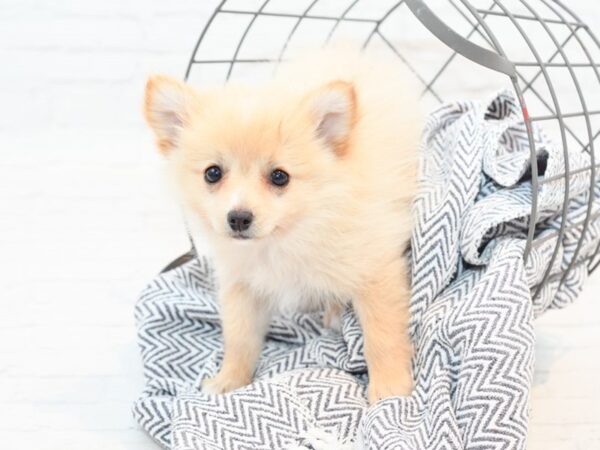 Pomeranian-DOG-Male-Cream-35452-Petland Novi, Michigan