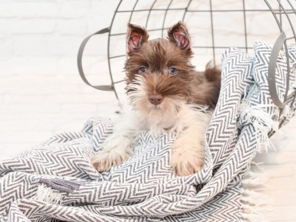 Miniature Schnauzer DOG Female Chocolate / White 35411 Petland Novi, Michigan